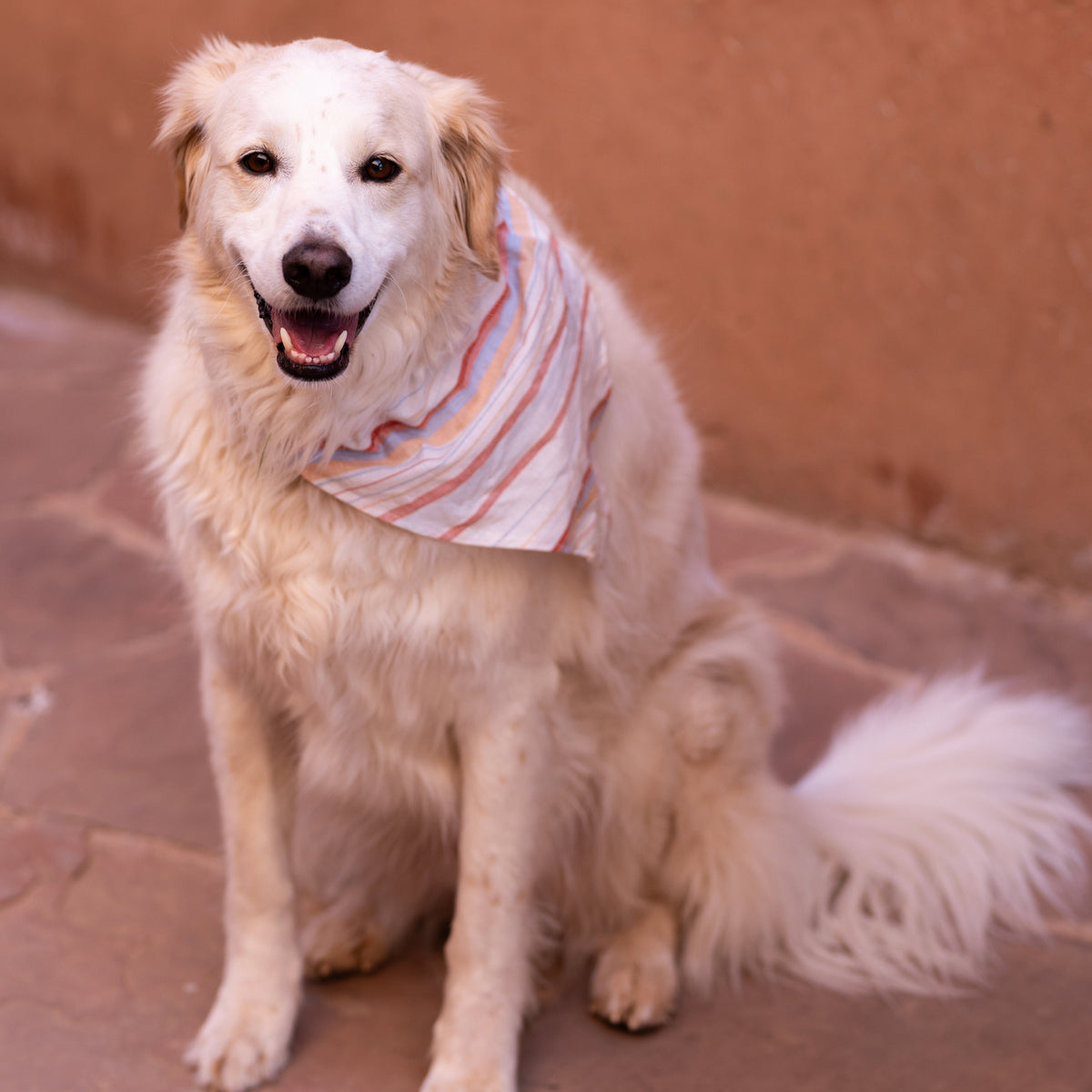 Pup Bandana - Apartment F