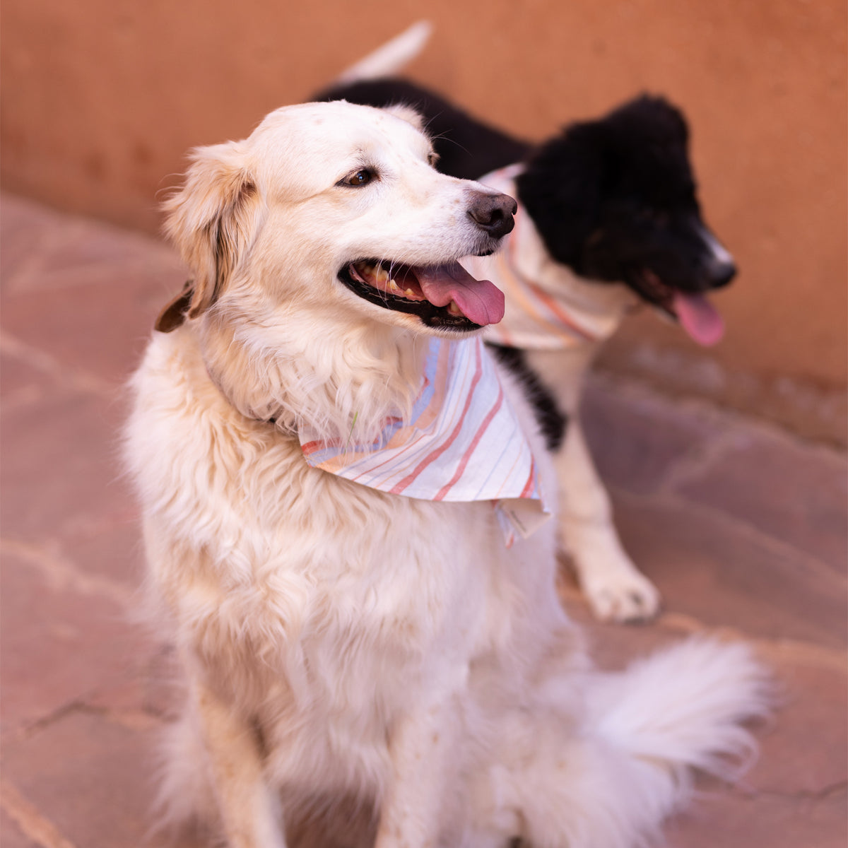 Pup Bandana - Apartment F