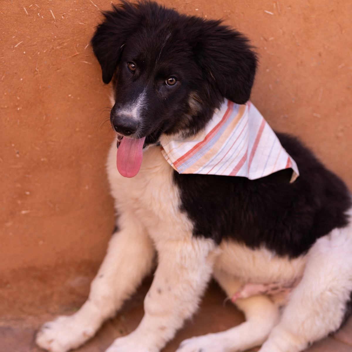 Pup Bandana - Apartment F